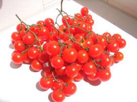 湖北樱桃番茄种植基地，小番茄圣女果