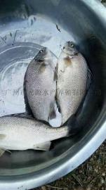 6-7公分规格澳洲宝石鲈鱼苗批发